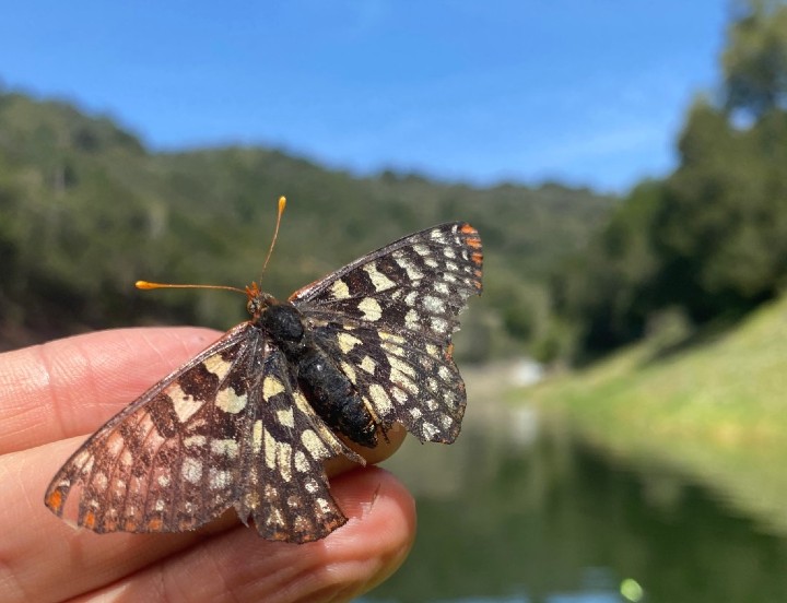 Checkerspot Butterfly